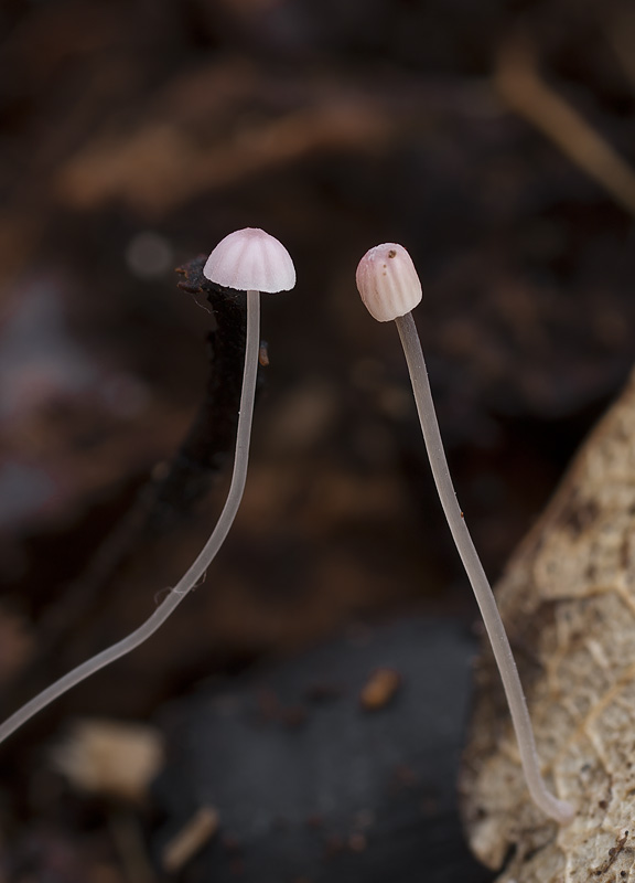 Mycena smithiana